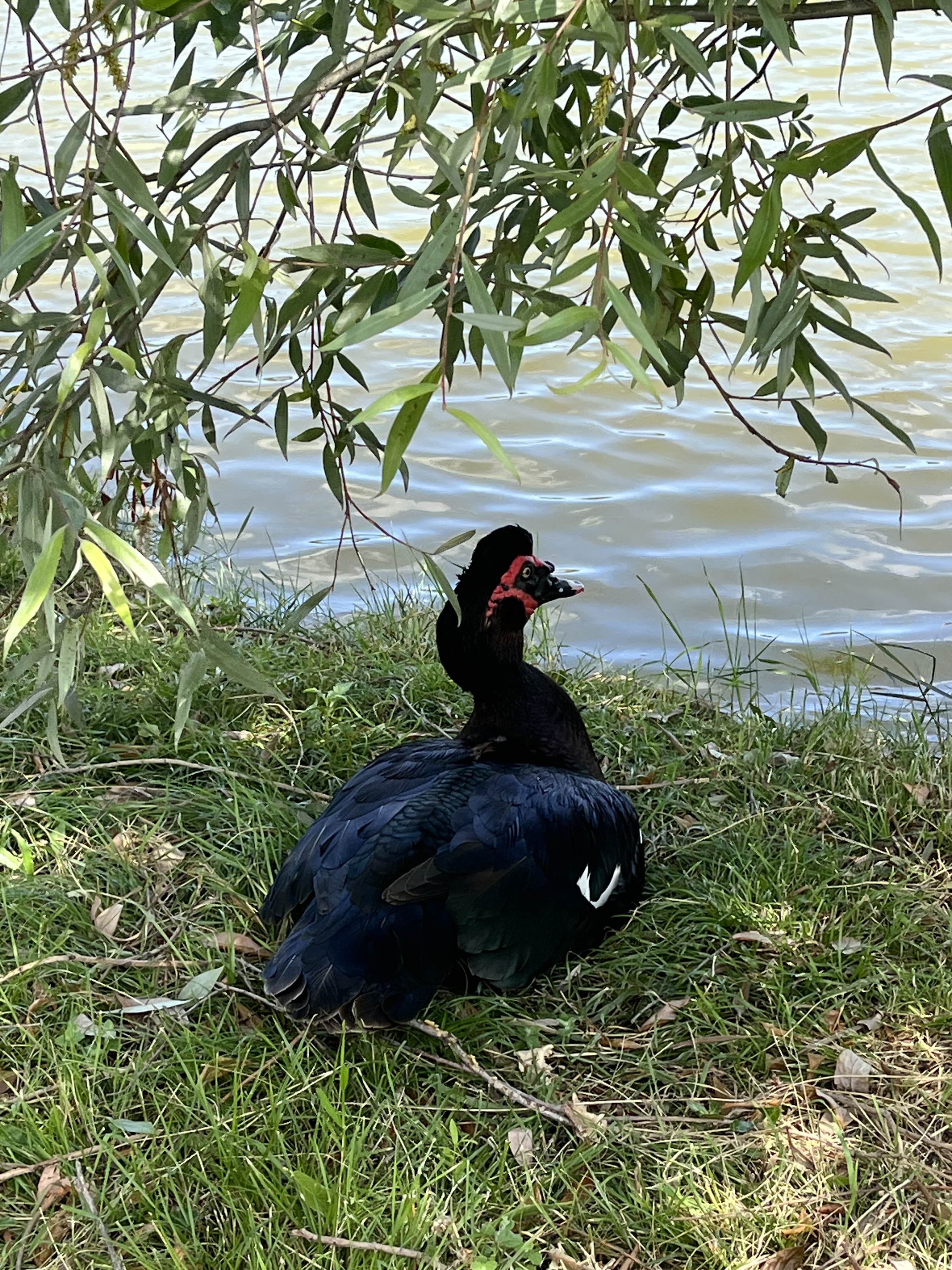 bird
