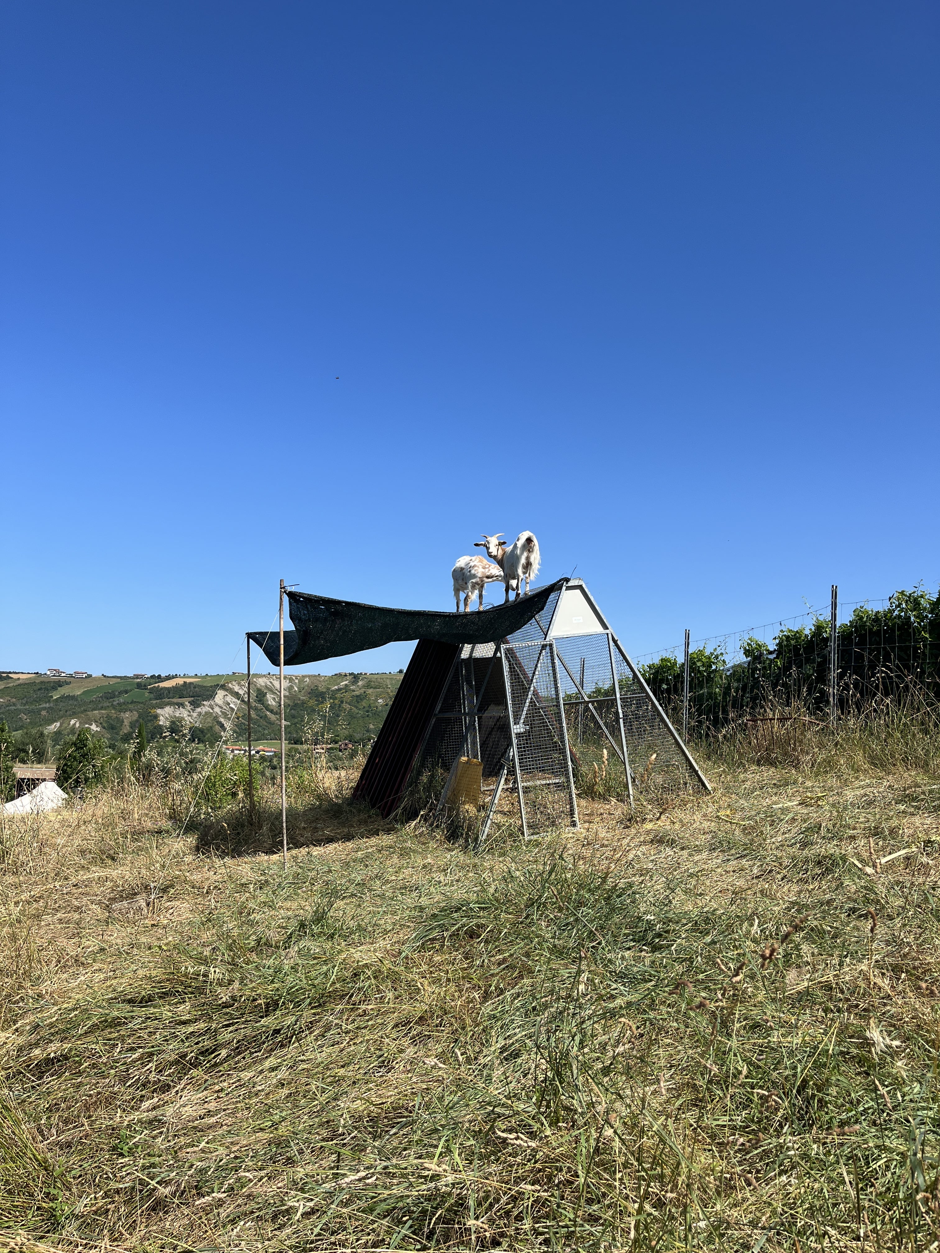 yagi